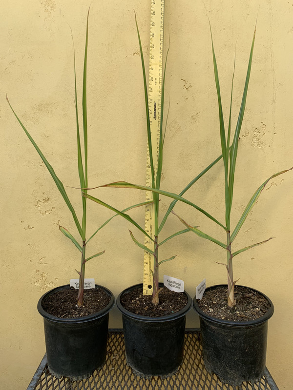 C30E3E78-0A42-4921-8CEA-B95A49D7594D