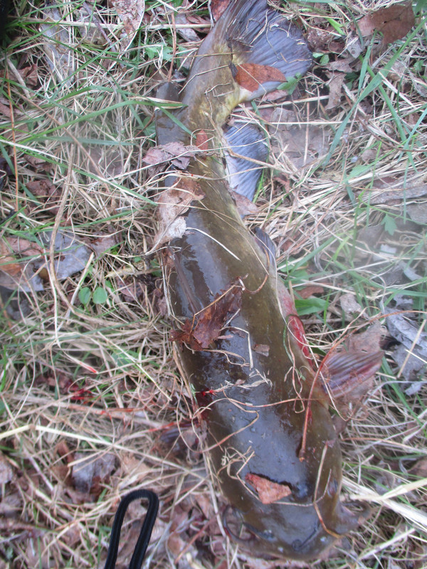 stankys bullhead and perch 003