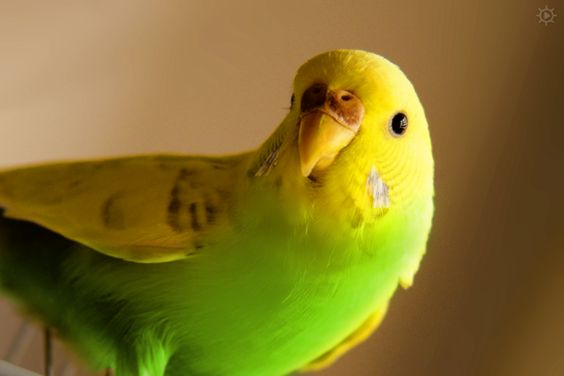 Zoological Name of Birds