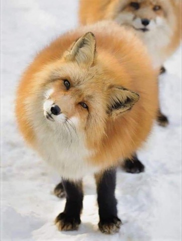 What-did-you-say-fox