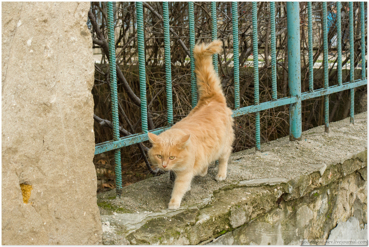 Sev-Cat-2009