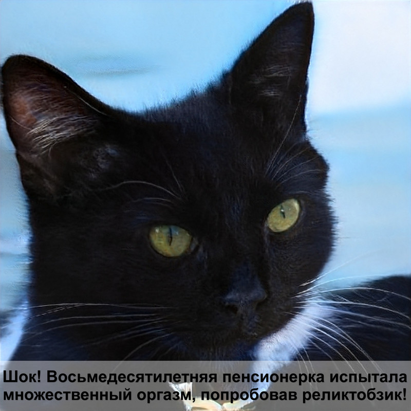 у кошки облысели уши