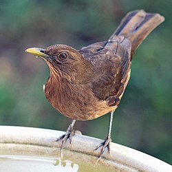 100 colones Costa Rica 1979. 250px-Turdus-grayi-001