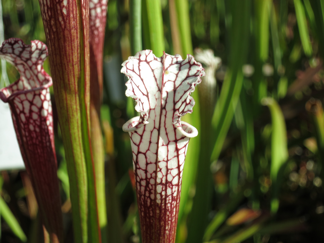 tall white-dominant petiole, 2019-05-13