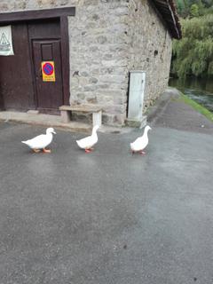 92.- La Fuentona de Ruente (10)