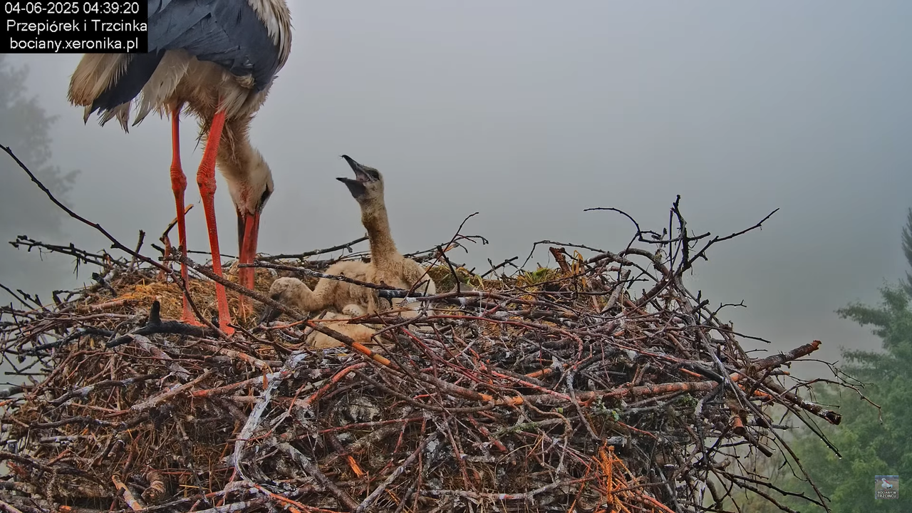04062025bociany3