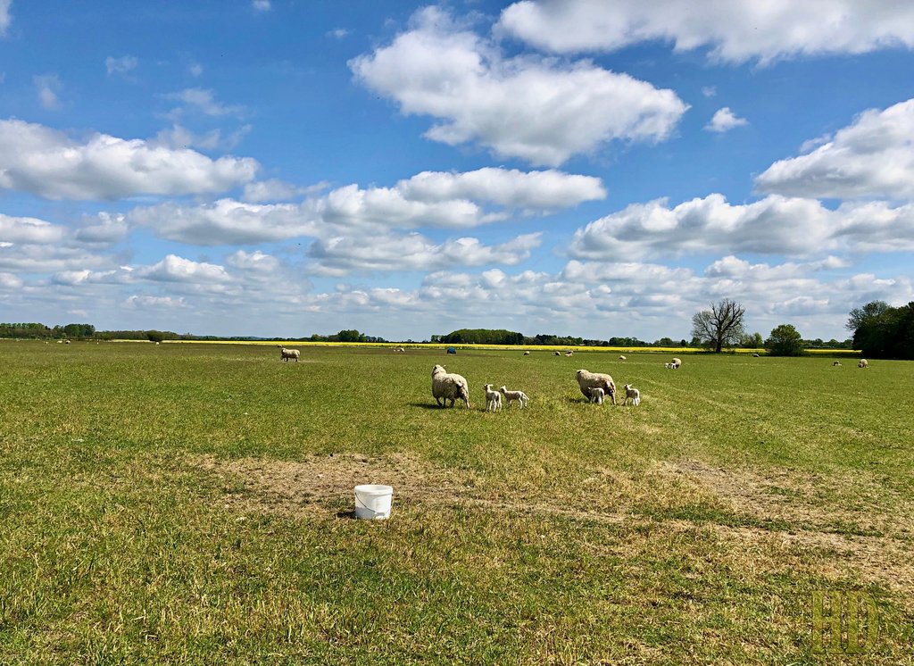 sheep-lambs-HD.jpg