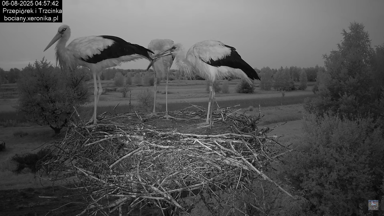 06082025bociany2