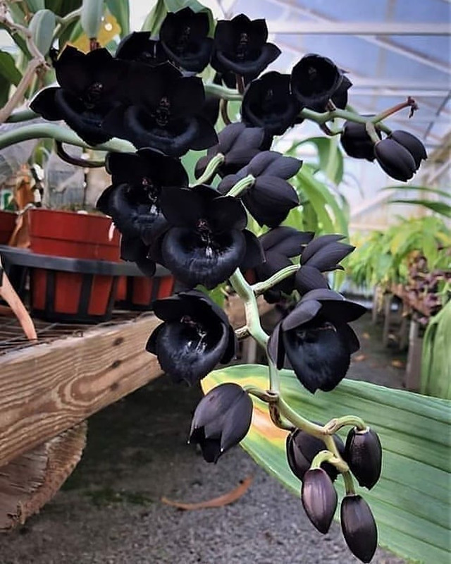 Black Orchid