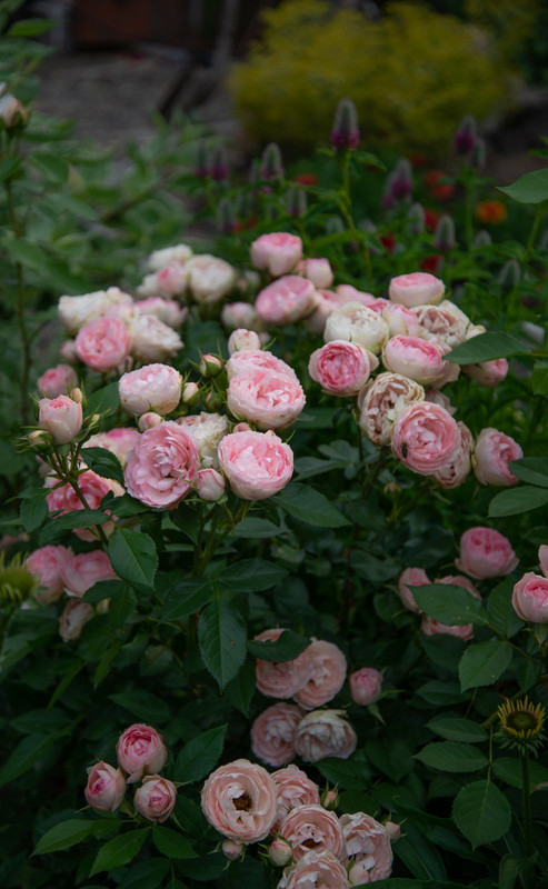 IMG-c64c87b5fd847144a24893c428ee7c64-V