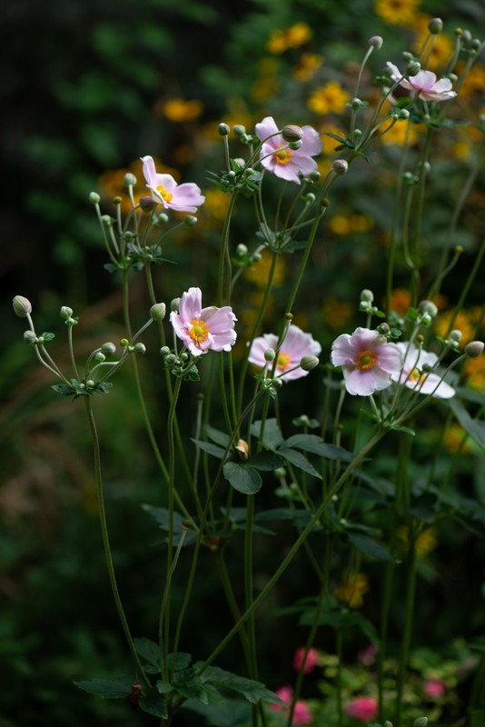 IMG-52e6bdd41f56f3213d77715a242b8f55-V