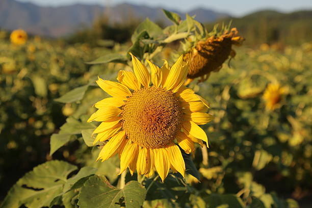 sunflower field in summer close up of sunflowers with yellow petals and green leaves against