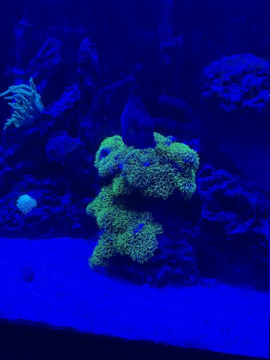 reef 3