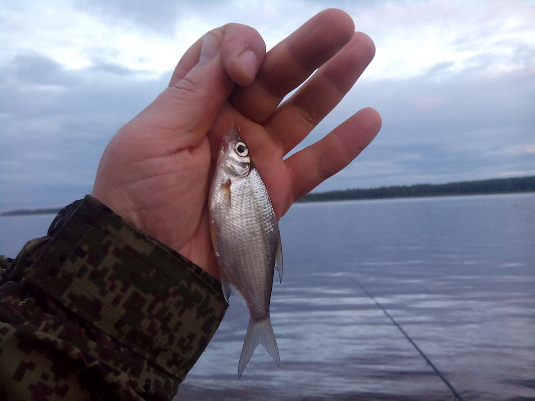 Фидерные посиделки 2015 05