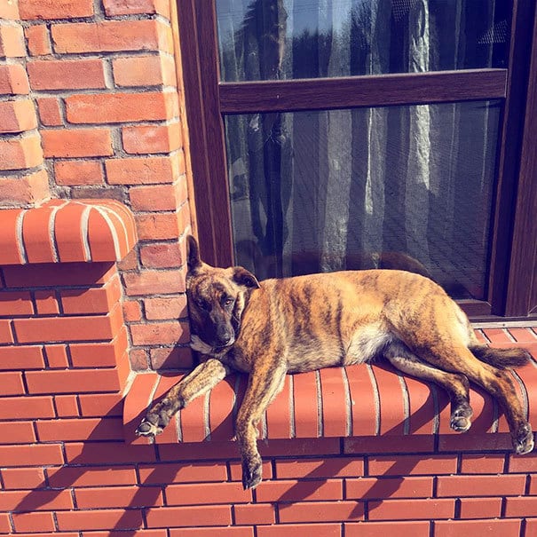 20 псов, которые упорно считают себя кошками, несмотря ни на что