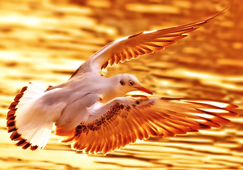 orangegull.jpg