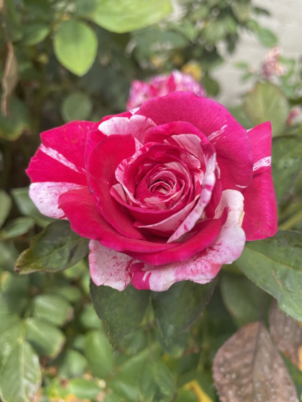 88A2A80D-2246-4B65-B83A-743CA383B3E3_1_105_c