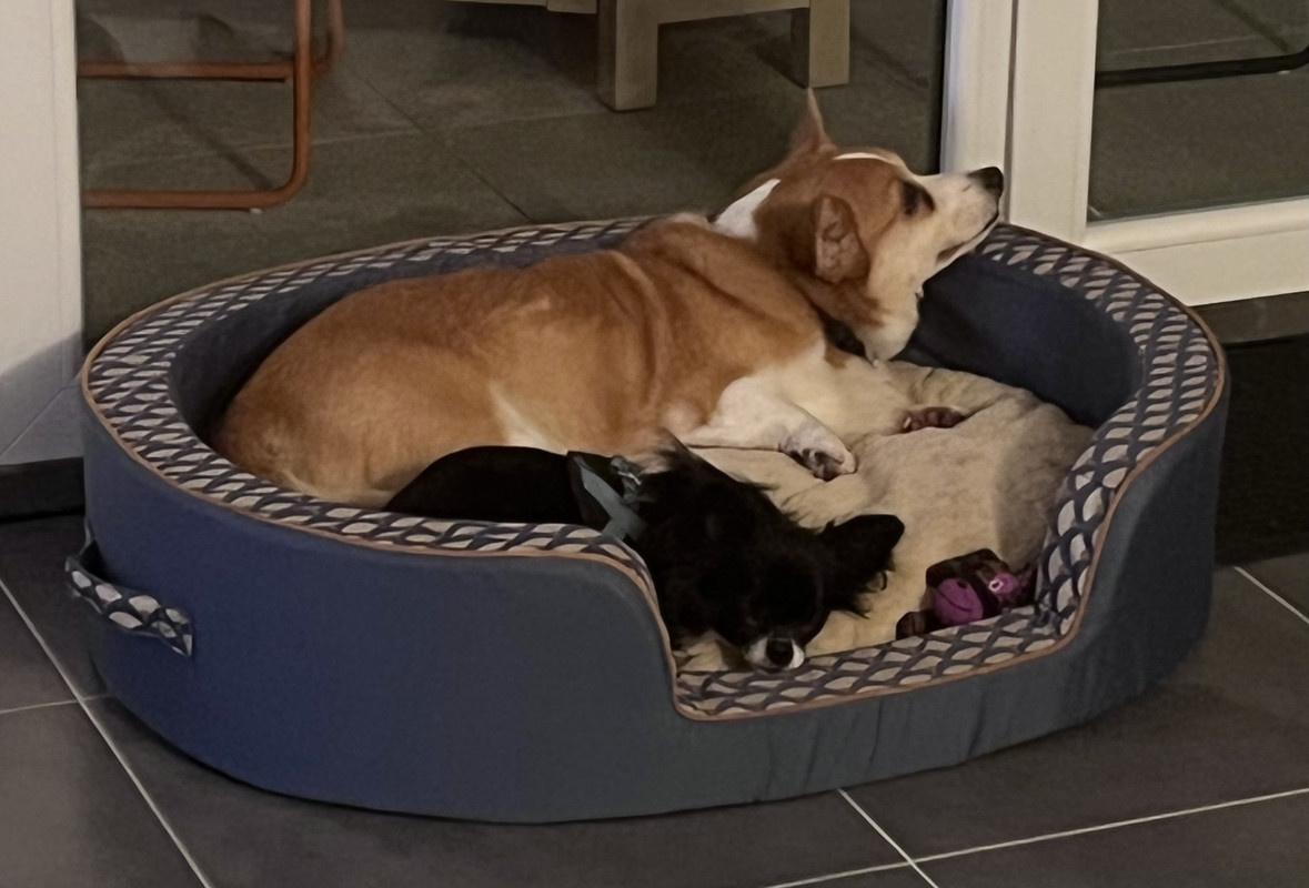 [Image: 2-E8631-C0-E667-4052-838-E-1342-CA70297-B.jpg]