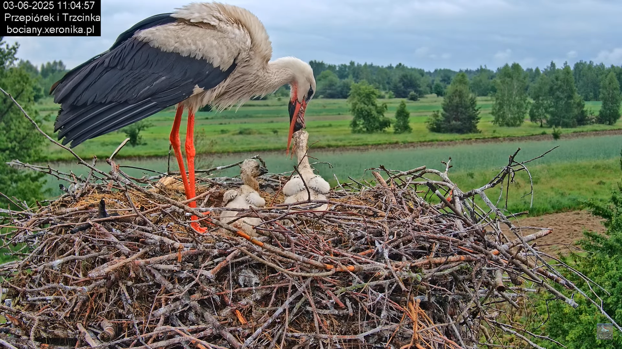 03062025bociany15