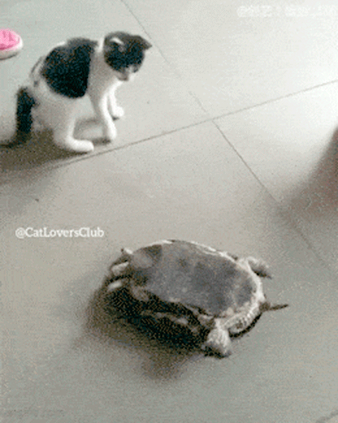 41.gif