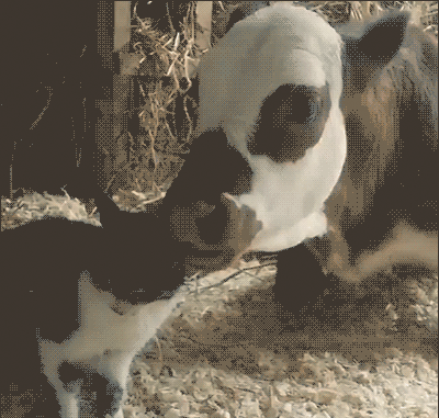 Cute-Cat-GIF-Cat-and-cow-are-best-friends-Cow-licking-cat-ear-they-are-so-cute-amazing-interspe.gif