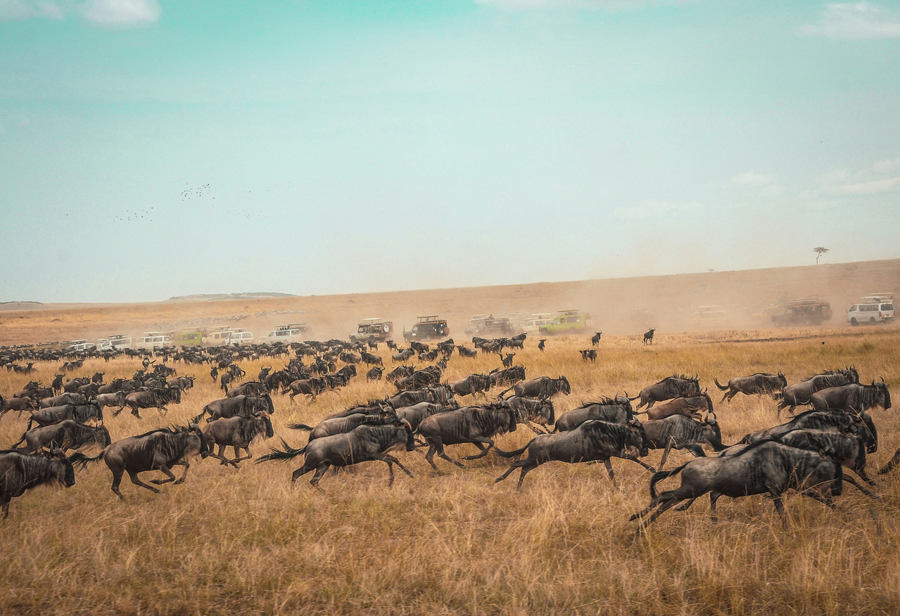 6 days Maasai Mara and Amboseli safari from Nairobi in Kenya for international travellers