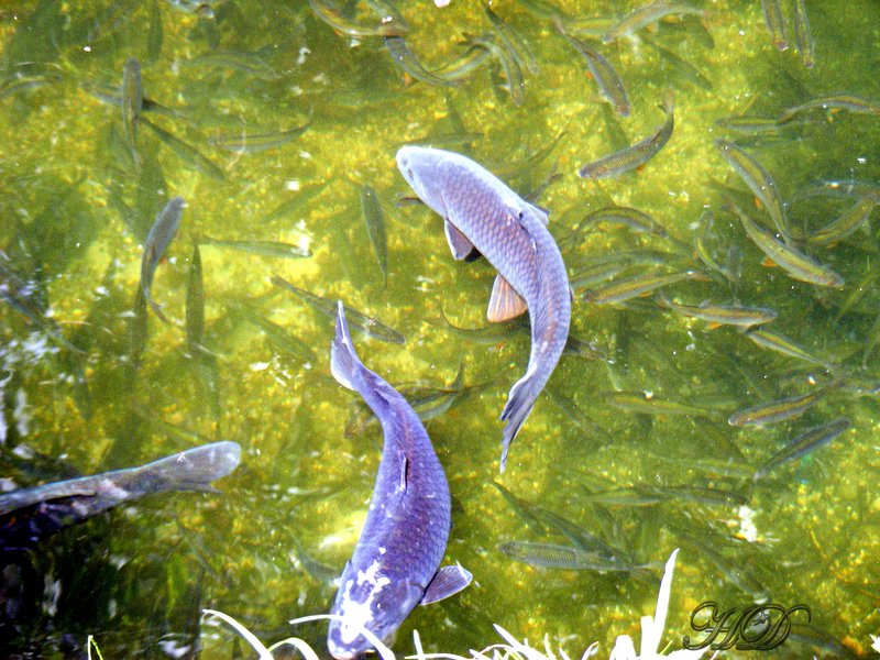 Animals-grey-mullet-HD.jpg