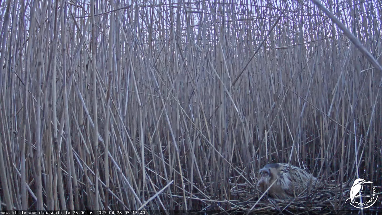 Lielais dumpis (Botaurus stellaris) Engurē - LDF tiešraide 8-33-15 screenshot