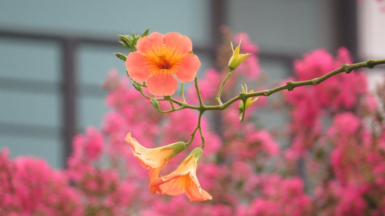 IMG-8368.jpg