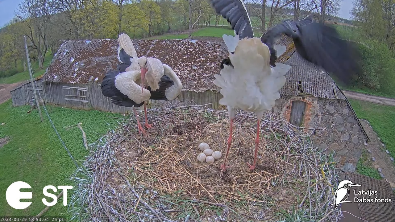 Baltie stārķi (Ciconia ciconia) Tukuma novadā - LDF tiešraide __ White storks in Tukums, Latvia 10-3