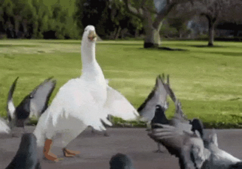 dancing-ducks.gif