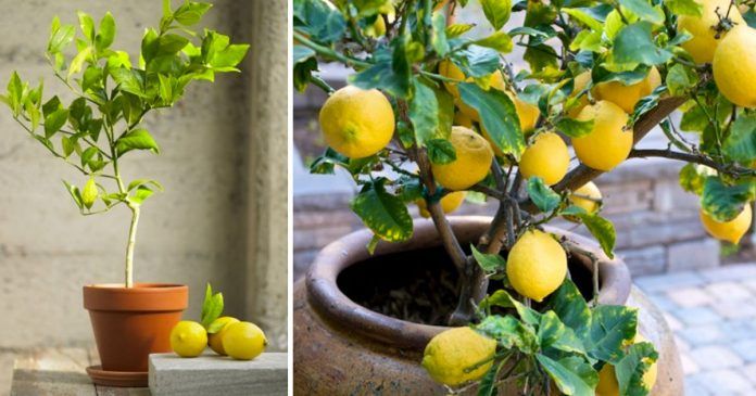 Лимон и Грейпфрут Новый вкусовой опыт