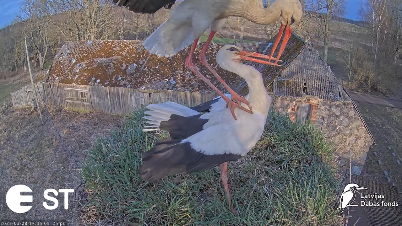 (16) Baltie stārķi (Ciconia ciconia) Tukuma novadā __ White storks in Tukums, Latvia - YouTube - 774