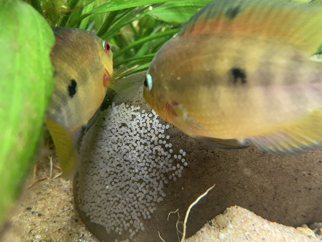 5F6B9EE1-4D3D-4D26-8D55-E325C0176A5D