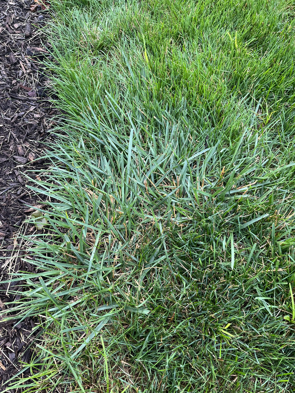 Crabgrass, St. Augustine grass or other? Lawn Care Forum