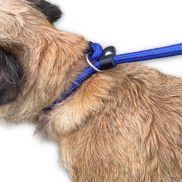 slip leads for dogs 370x