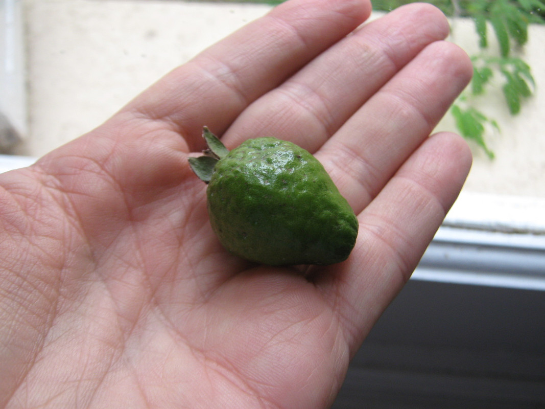 psidium_australe_2_20160319T102816