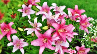 Thơ hoạ Nguyễn Thành Sáng & Tam Muội (2088) Plants-Pink-Lily-large-flowers-Scientific-name-Lilium-Hd-Wallpapers-915x515