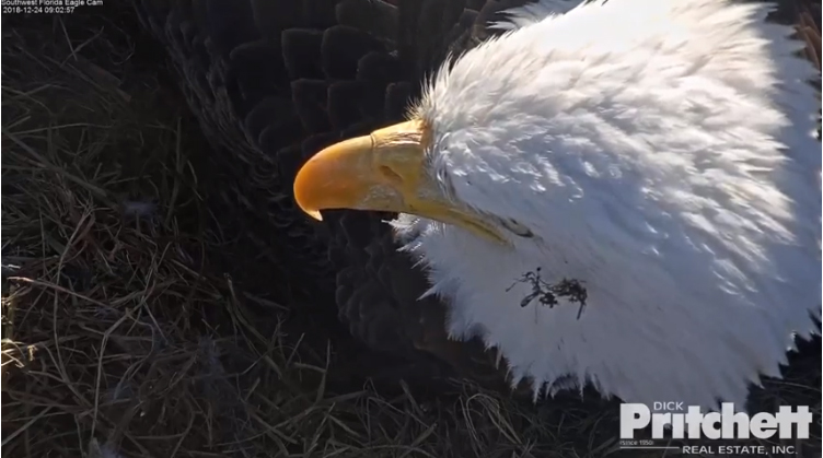 Harriet 20181224-02 copy