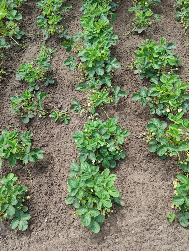 erdbeeren-1.jpg