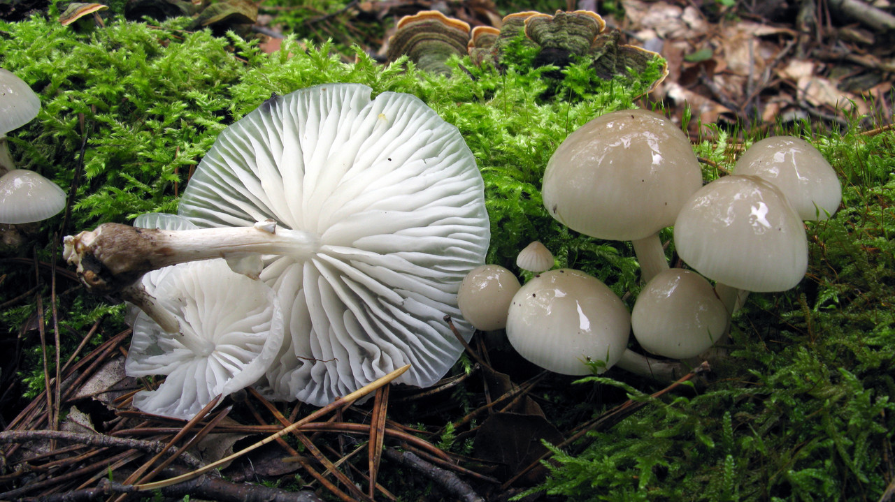 Mucidula_mucida_4-AWP_20221003