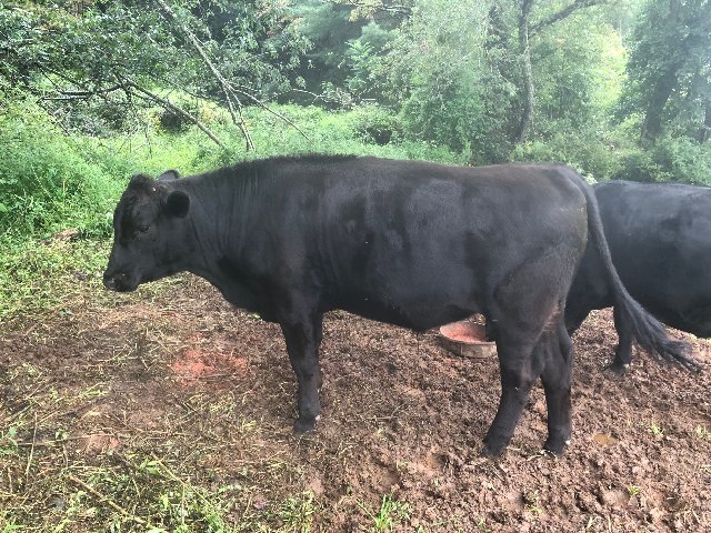 AKbigboy