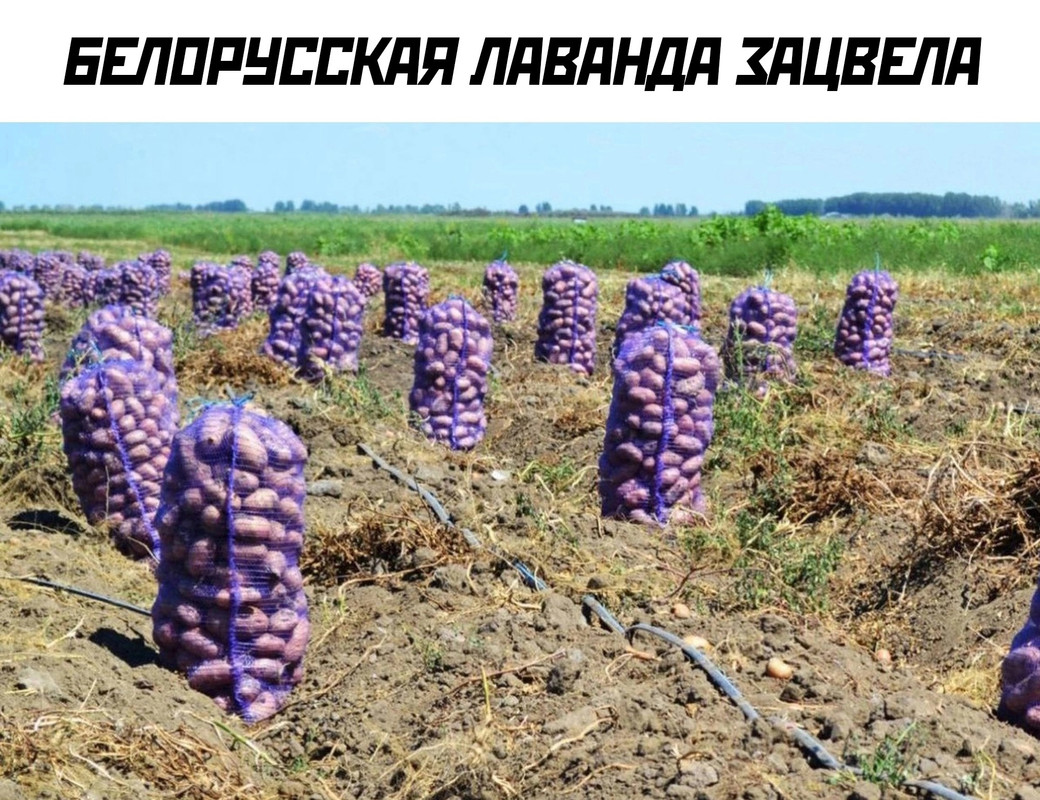 IMG-4880.jpg
