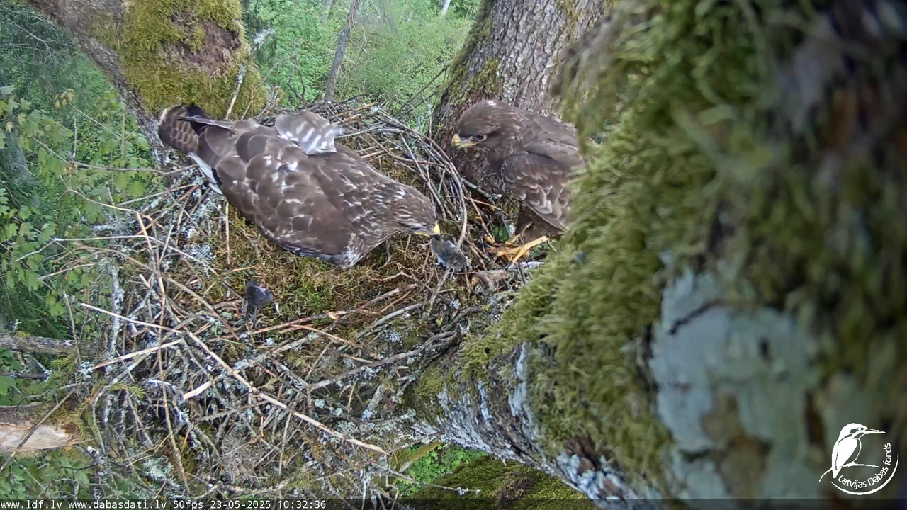 Melnās klijas (Milvus migrans) Kurzemē_ peļu klijāni (Buteo buteo) 13-45-33 screenshot