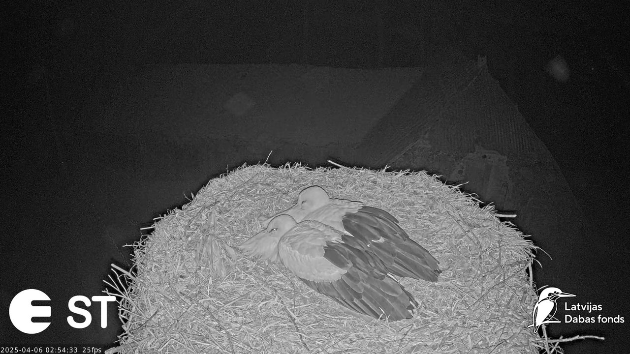 (8) Baltie stārķi (Ciconia ciconia) Tukuma novadā __ White storks in Tukums, Latvia - YouTube - 391_