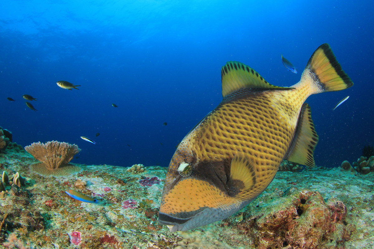 Titan triggerfish over a patchwork of corals on the reef