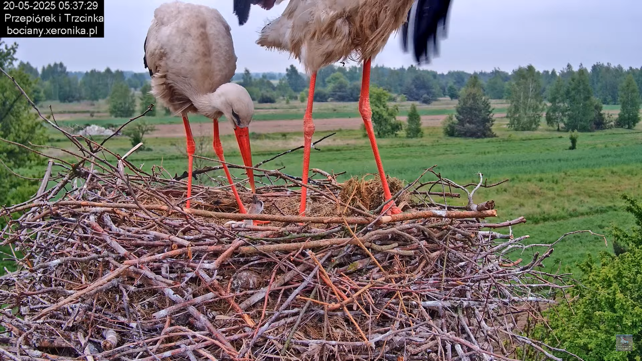 20052025bociany4