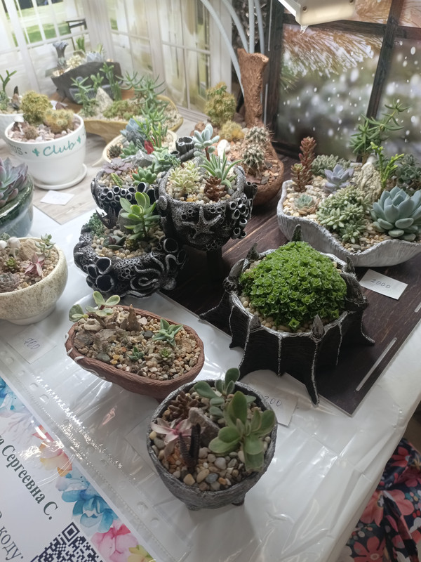 IMG_20250301_110931_689