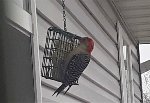 Red-bellied-woodpecker-closeup.jpg