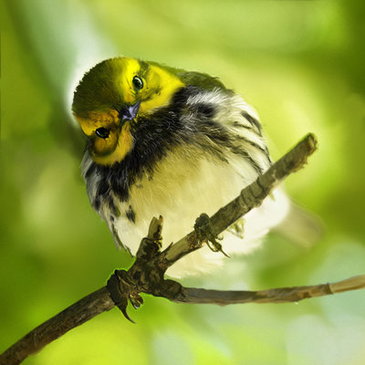 curious-birdy-by-mydlas-d30ac7r.jpg